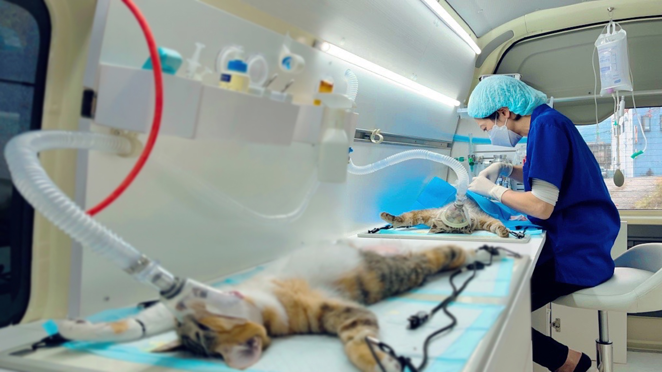 猫と手術室