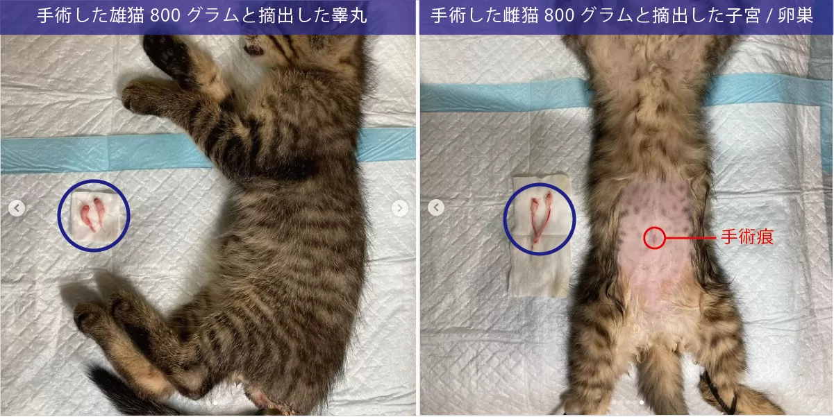 800グラムの子猫に実施した早期不妊去勢手術の比較
