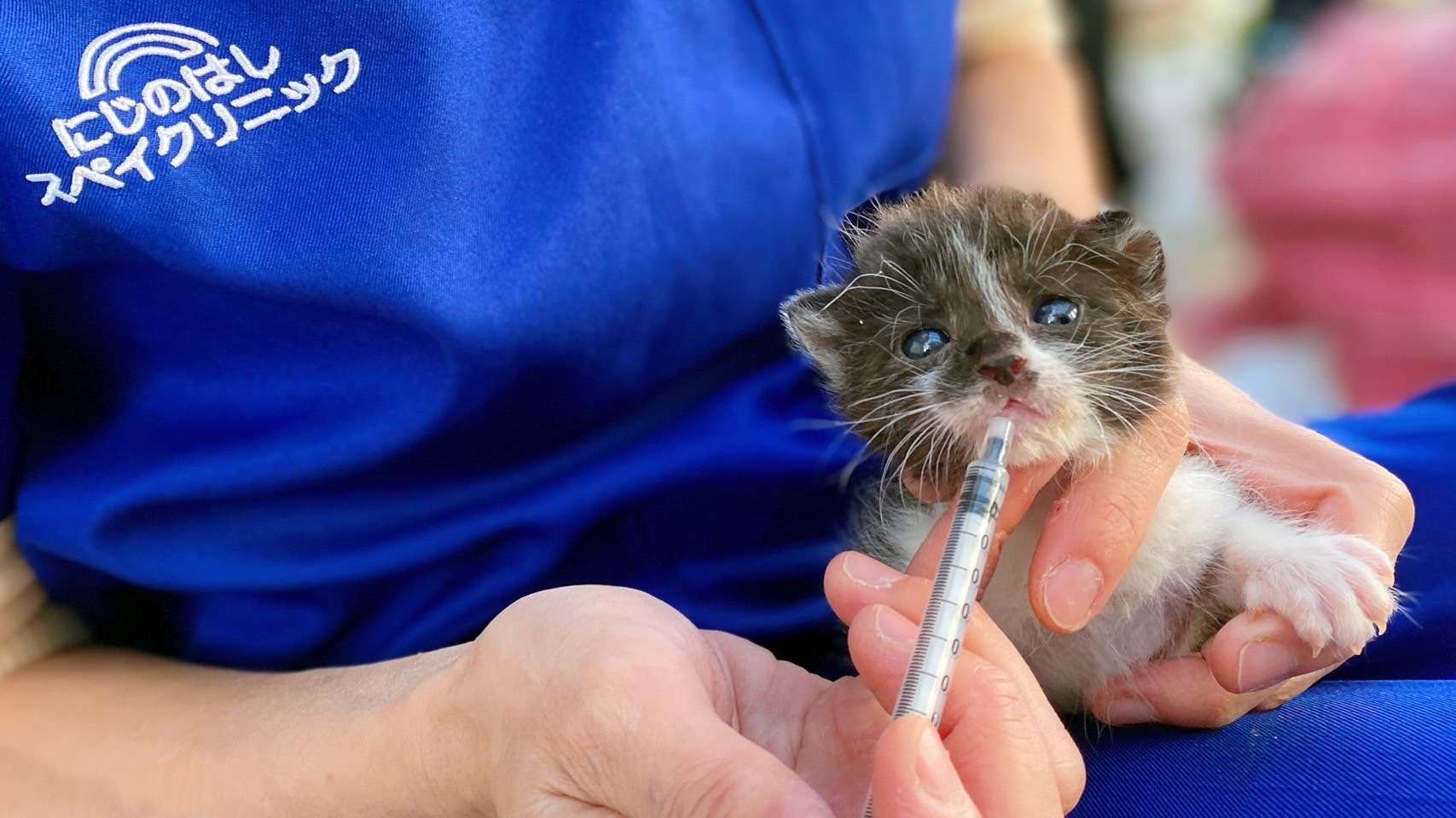 早期不妊去勢手術を受ける子猫への術前処置